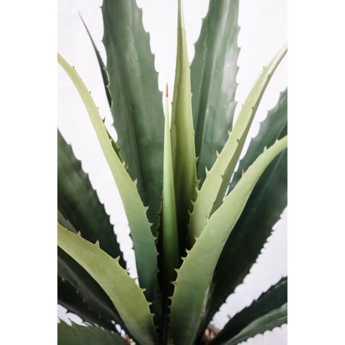 43" Agave, Indoor/outdoor - 48"