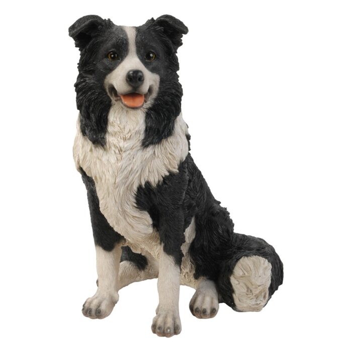 Border Collie Sitting