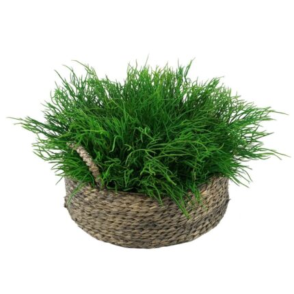 Faux Saltwort in Small Seagrass Tray Basket