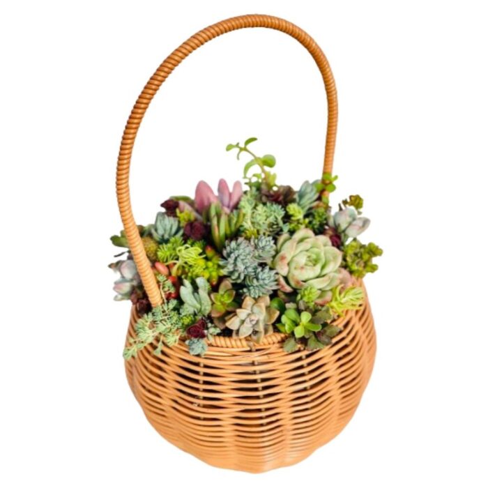 2''–3'' Multi-Color Succulent Plants in Yellow Spherical Flower Basket - Multicolor - 8''×14.5'' - Image 2