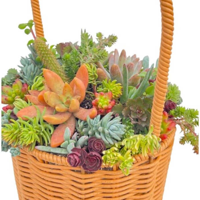 2''–3'' Multicolor Succulent Plants in Yellow Round Cylindrical Flower Basket - 7''×13''
