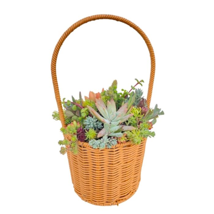 2''–3'' Multicolor Succulent Plants in Yellow Round Cylindrical Flower Basket - 7''×13'' - Image 2