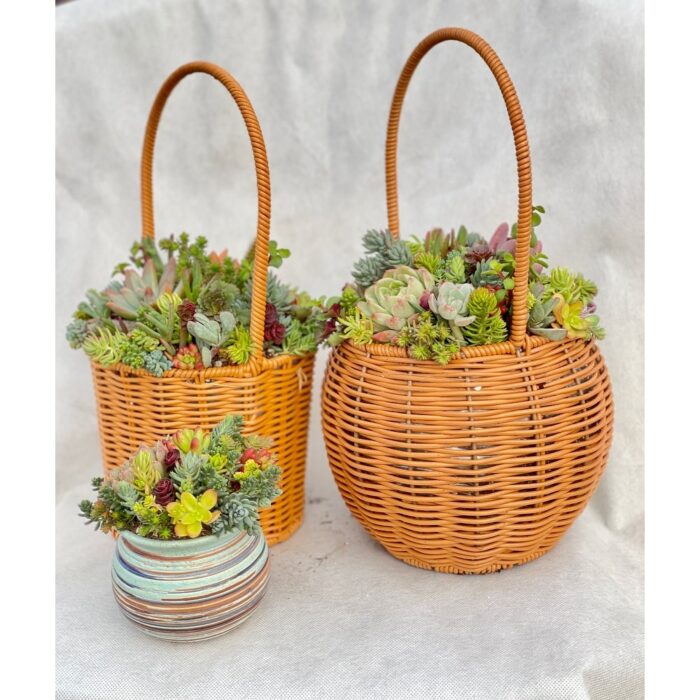 2''–3'' Multi-Color Succulent Plants in Yellow Spherical Flower Basket - Multicolor - 8''×14.5''