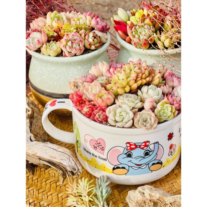 2''–3'' Multi-Color Succulent Plants in Round Coffee Cup Flowerpot - Multicolor - 5.5''×3.5''