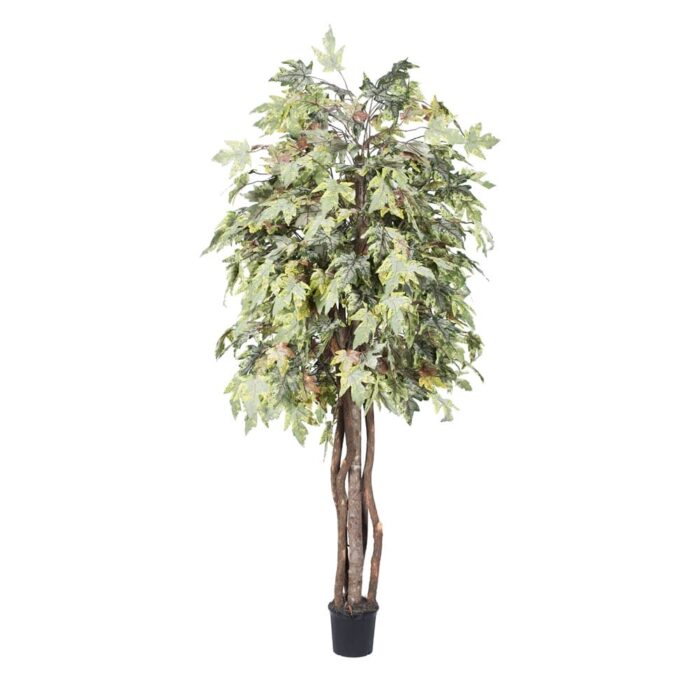 Vickerman 6' Artificial Frosted Maple Executive, Black Plastic Pot