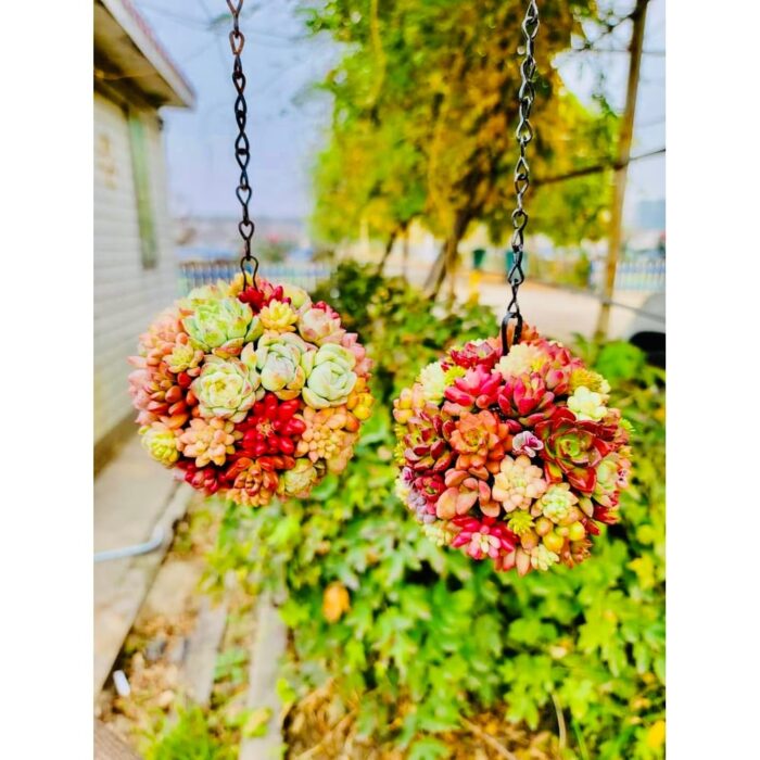 3''–4'' Multi-Color Spherical Succulent Flower Balls - Multicolor - 9.5''×2.8''